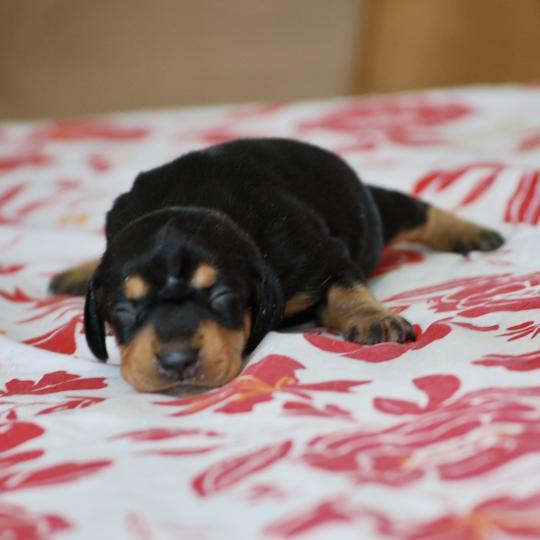 chiot Teckel Noir et feu Badoit Elevage zadatis  caniche , teckel  
