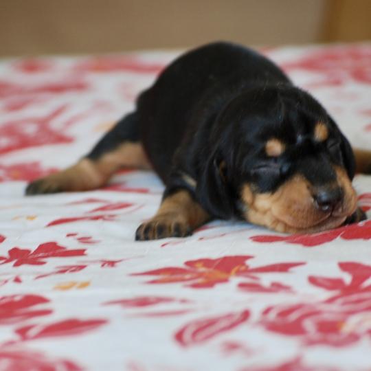 chiot Teckel Noir et feu Badoit Elevage zadatis  caniche , teckel  