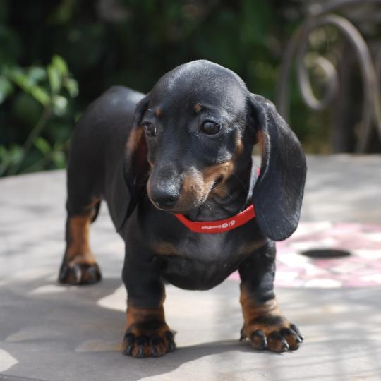 chiot Teckel Noire et feu Baia col rouge Elevage zadatis  caniche , teckel  