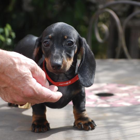 chiot Teckel Noire et feu Baia col rouge Elevage zadatis  caniche , teckel  