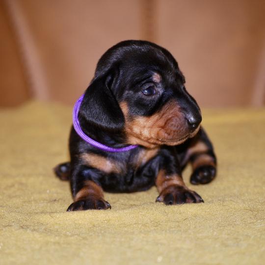 ZADATIS Brigit col violet Femelle Teckel