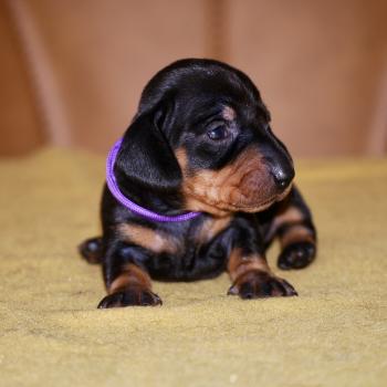 ZADATIS Brigit col violet Femelle Teckel
