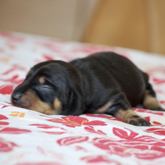 chiot Teckel Noire et feu Belette Elevage zadatis  caniche , teckel  