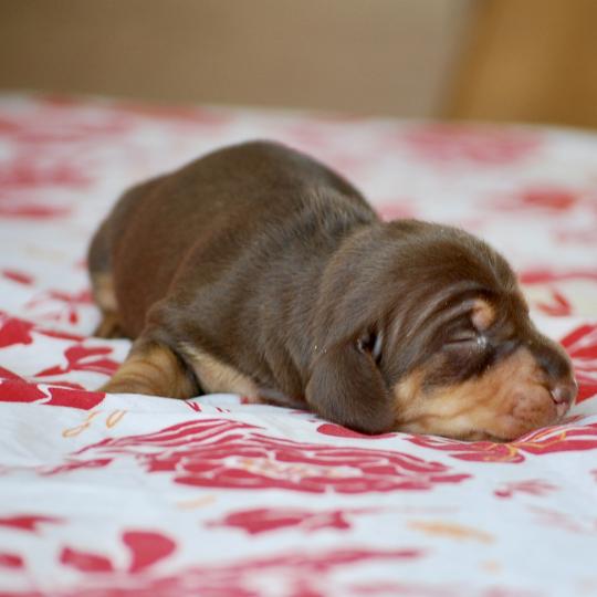 chiot Teckel Chocolat Biguine Elevage zadatis  caniche , teckel  