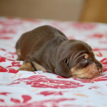 ZADATIS Biguine Femelle Teckel