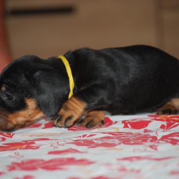 ZADATIS Bonnie  col jaune Femelle Teckel