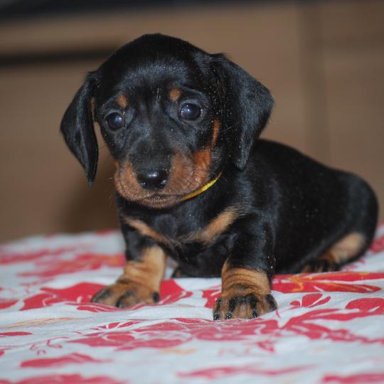 chiot Teckel Noire et feu Bonnie  col jaune Elevage zadatis  caniche , teckel  