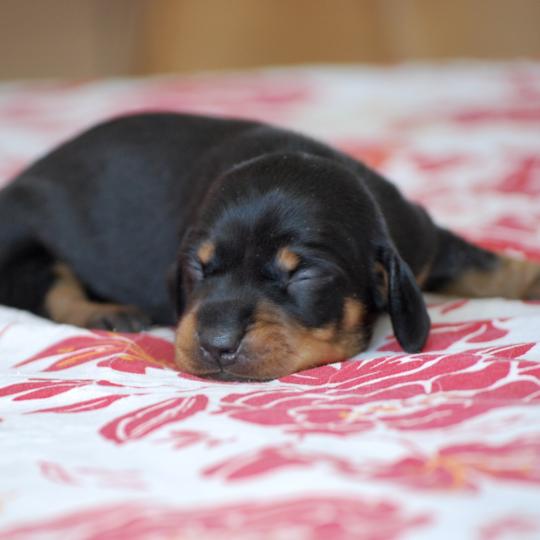 chiot Teckel Noir et feu Balma Elevage zadatis  caniche , teckel  