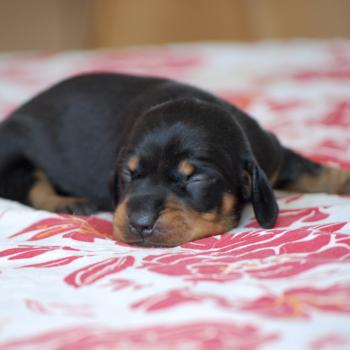 ZADATIS Balma Femelle Teckel