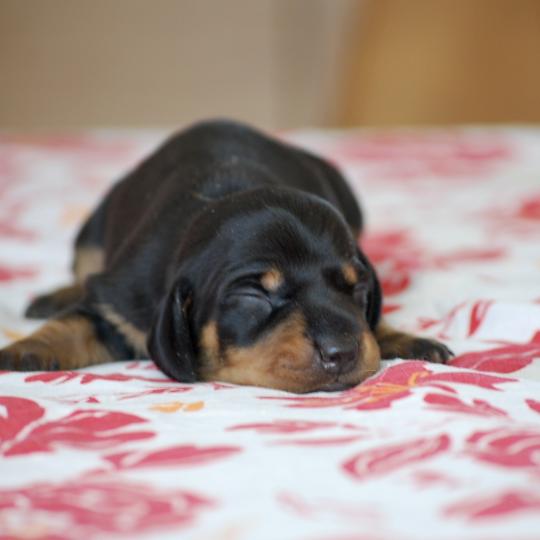 chiot Teckel Noir et feu Balma Elevage zadatis  caniche , teckel  