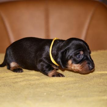 ZADATIS Bonnie col jaune Femelle Teckel