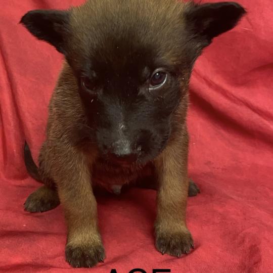 chiot Berger belge ACE Malinois LOF à réserver Domaine de la Chantelaie  