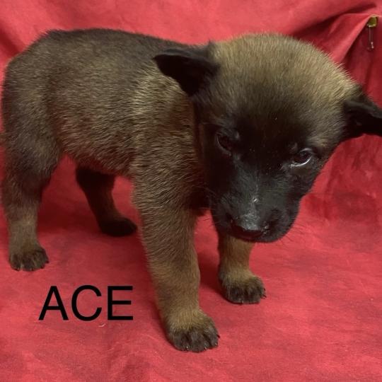chiot Berger belge ACE Malinois LOF à réserver Domaine de la Chantelaie  
