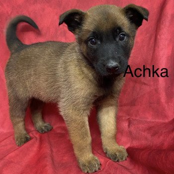ACHKA Malinois LOF à réserver Femelle Berger belge
