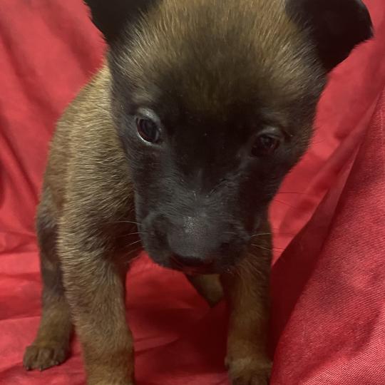 chiot Berger belge AUPSIE-ADIE Malinois LOF RÉSERVÉE Domaine de la Chantelaie  