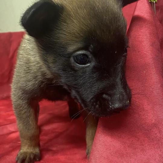 chiot Berger belge AUPSIE-ADIE Malinois LOF RÉSERVÉE Domaine de la Chantelaie  