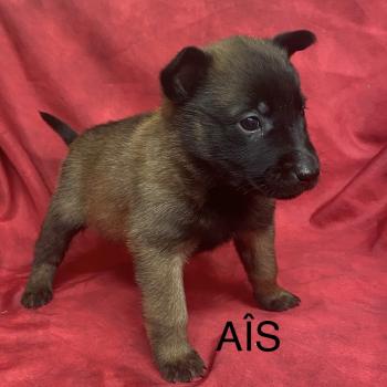 AIS - APPLE Malinois LOF RÉSERVÉE Femelle Berger belge