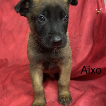 AIXO Malinois LOF à réserver Mâle Berger belge