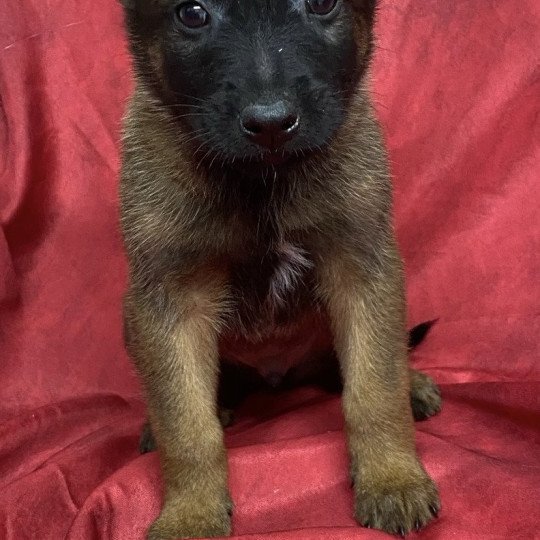 chiot Berger belge AIXO Malinois Domaine de la Chantelaie  