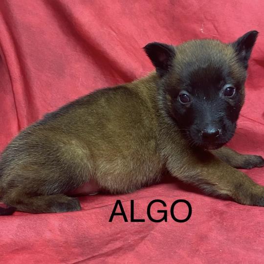 chiot Berger belge ALGO Malinois LOF à réserver Domaine de la Chantelaie  