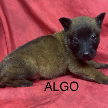 ALGO Malinois LOF à réserver Mâle Berger belge