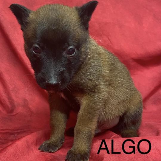chiot Berger belge ALGO Malinois LOF à réserver Domaine de la Chantelaie  