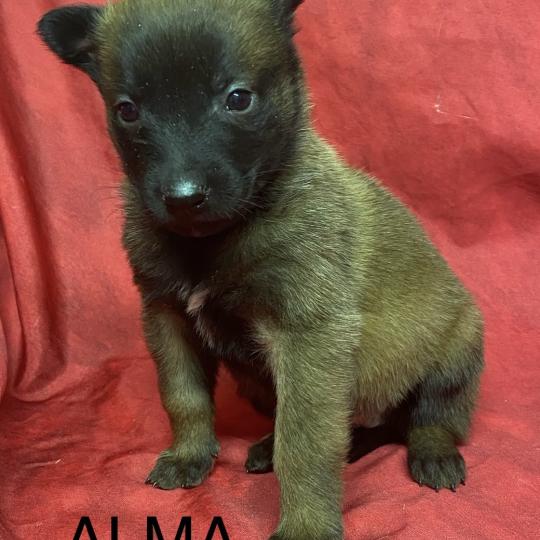 chiot Berger belge ALMA Malinois LOF à réserver Domaine de la Chantelaie  