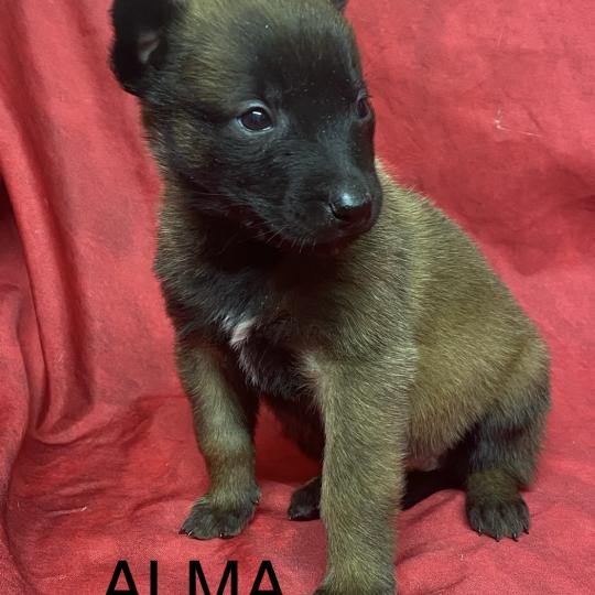chiot Berger belge ALMA Malinois LOF à réserver Domaine de la Chantelaie  
