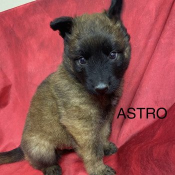 ASTRO Malinois LOF à poils longs (TERVUEREN) à réserver Mâle Berger belge