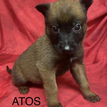 ATOS Malinois LOF à réserver Mâle Berger belge