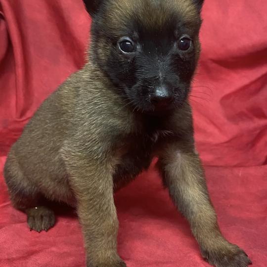 chiot Berger belge ATOS Malinois LOF à réserver Domaine de la Chantelaie  