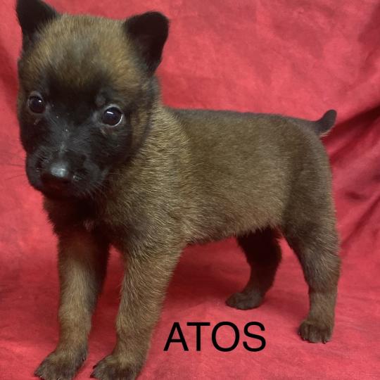 chiot Berger belge ATOS Malinois LOF à réserver Domaine de la Chantelaie  