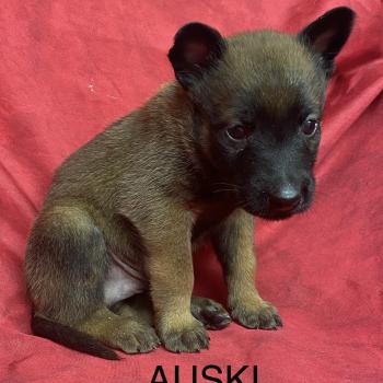 AUSKI Malinois LOF à réserver Mâle Berger belge