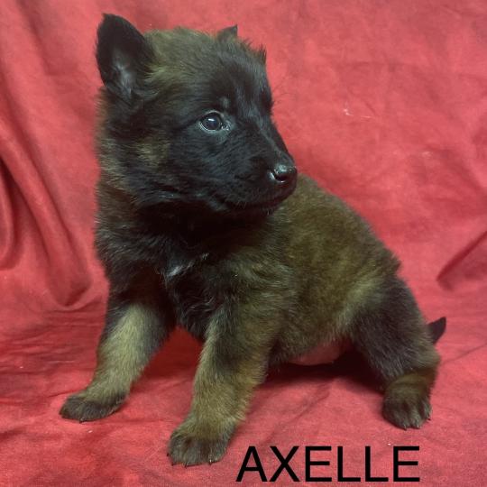 chiot Berger belge AXELLE Tervueren à réserver Domaine de la Chantelaie  