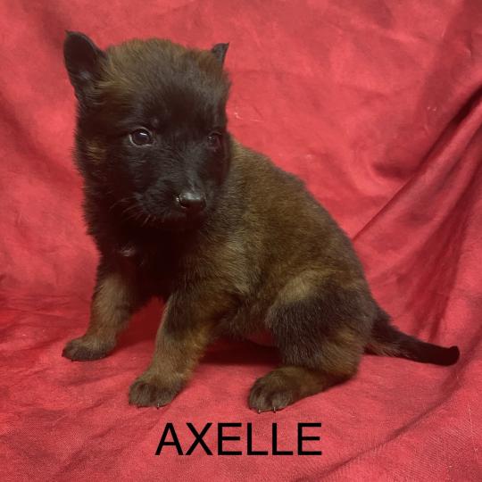 chiot Berger belge AXELLE Tervueren à réserver Domaine de la Chantelaie  