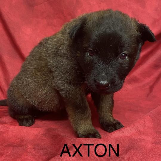 chiot Berger belge AXTON Tervueren LOF à réserver Domaine de la Chantelaie  