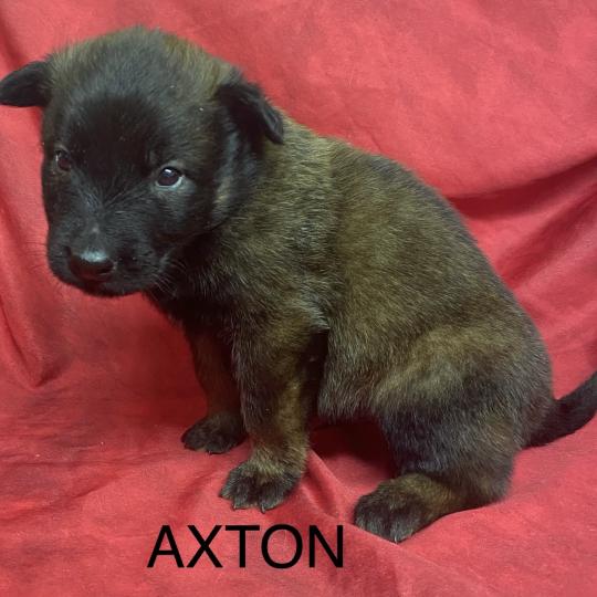 chiot Berger belge AXTON Tervueren LOF à réserver Domaine de la Chantelaie  