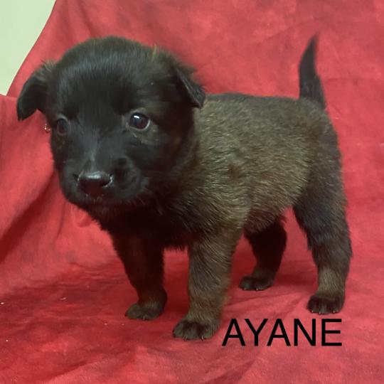 chiot Berger belge AYANE Tervueren à réserver Domaine de la Chantelaie  