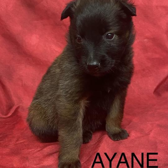 chiot Berger belge AYANE Tervueren à réserver Domaine de la Chantelaie  