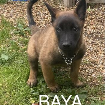 BAYA Malinois LOF disponible Mâle Berger belge