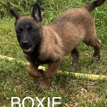 BOXIE Malinois LOF disponible Femelle Berger belge