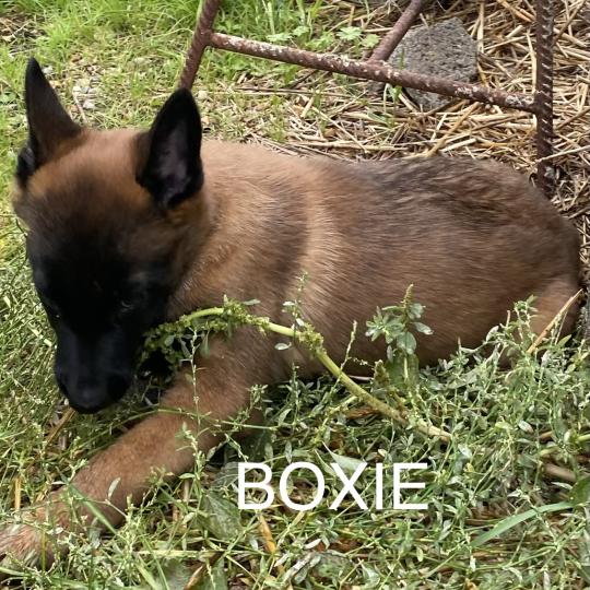 chiot Berger belge BOXIE Malinois LOF disponible Domaine de la Chantelaie  