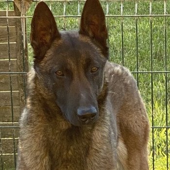 NITRO DU VAL DE CHEZINE berger belge malinois Mâle Berger belge