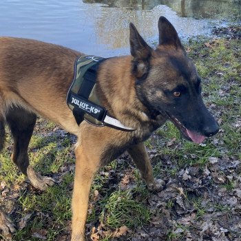 ORLANE - OXANE berger belge malinois Femelle Berger belge