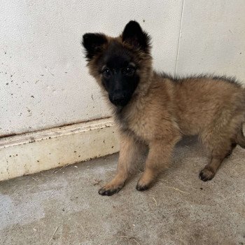 VOYCE berger belge tervuren Femelle Berger belge