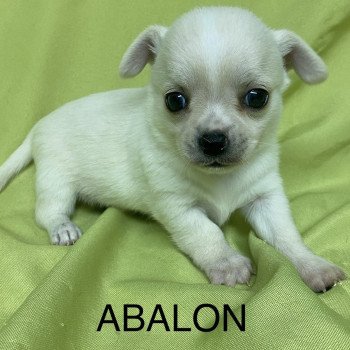 ABALON chihuahua à réserver Mâle Chihuahua Poil Court
