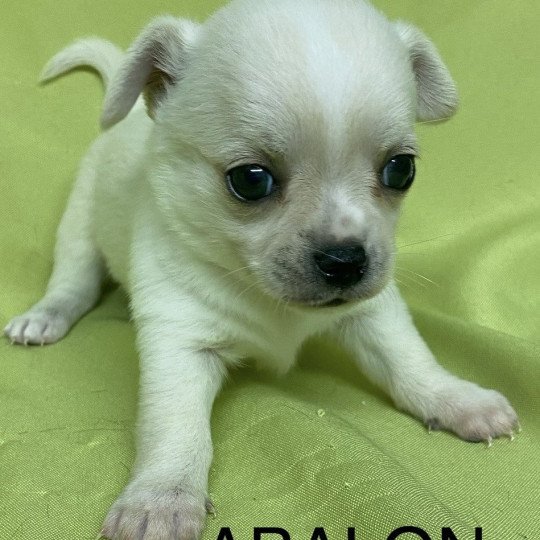 chiot Chihuahua Poil Court ABALON chihuahua à réserver Domaine de la Chantelaie  