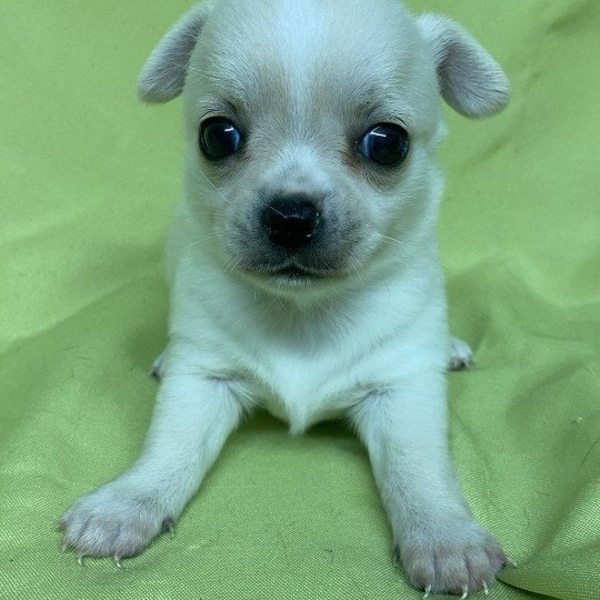 chiot Chihuahua Poil Court ABALON chihuahua à réserver Domaine de la Chantelaie  