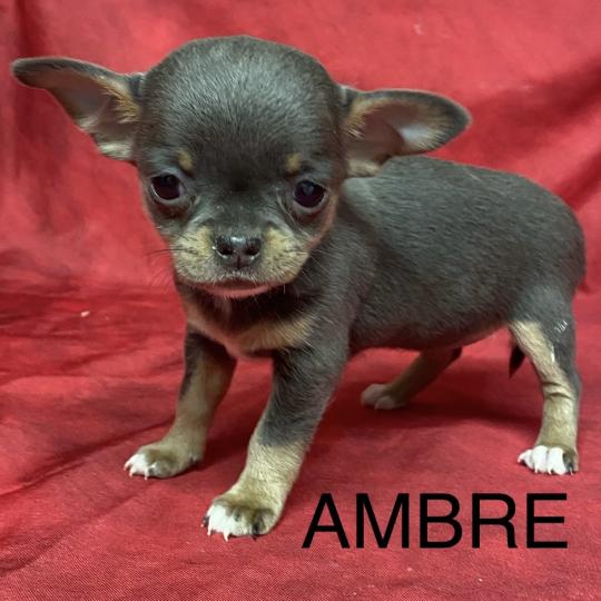 chiot Chihuahua Poil Court AMBRE  chihuahua LOF à réserver Domaine de la Chantelaie  