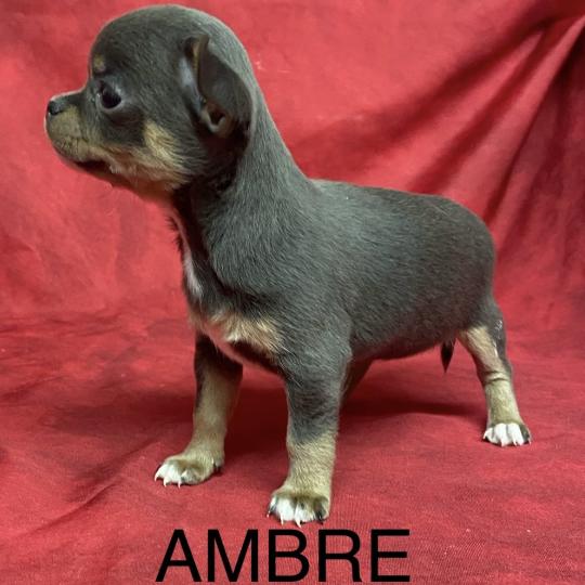 chiot Chihuahua Poil Court AMBRE  chihuahua LOF à réserver Domaine de la Chantelaie  